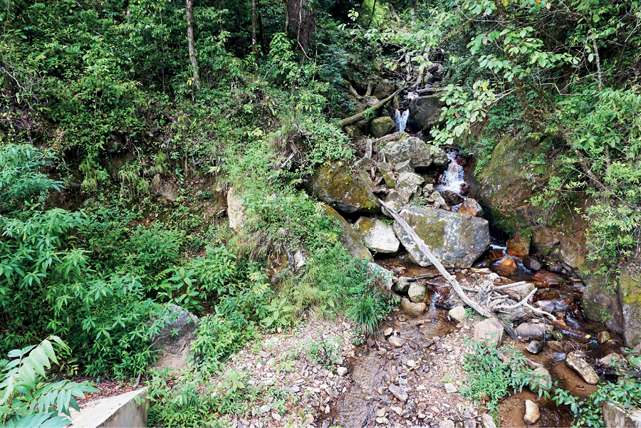 Trước đây, đã có 6 loài cá cóc được phát hiện tại Việt Nam và chúng chỉ tồn tại ở miền Bắc đến Nghệ An. Phát hiện mới này mở ra cơ hội cho các nhà nghiên cứu bò sát và lưỡng cư để khám phá thêm các loài cá cóc mới ở miền Trung từ Quảng Bình đến Kon Tum.