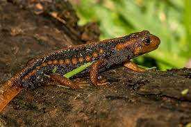 Bộ gene của cá cóc sần chứa nhiều gấp 8 lần gene của con người và để nghiên cứu gene này, cần sử dụng hệ thống máy tính mạnh mẽ và mất thời gian để phân tích và hiểu biết về chúng.