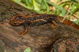 Các nhà nghiên cứu cũng đã phát hiện ra rằng cá cóc sần thuộc bộ lưỡng cư có đuôi Caudata, là một loài sinh vật cổ đại tồn tại trên Trái Đất.