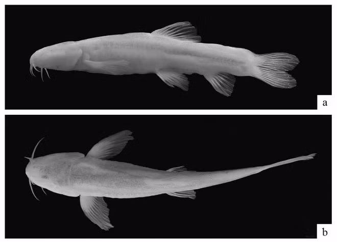 Do đó, cá vây tia Scaphesthes macrolepis đã chọn các hang động này làm nơi sinh sống.