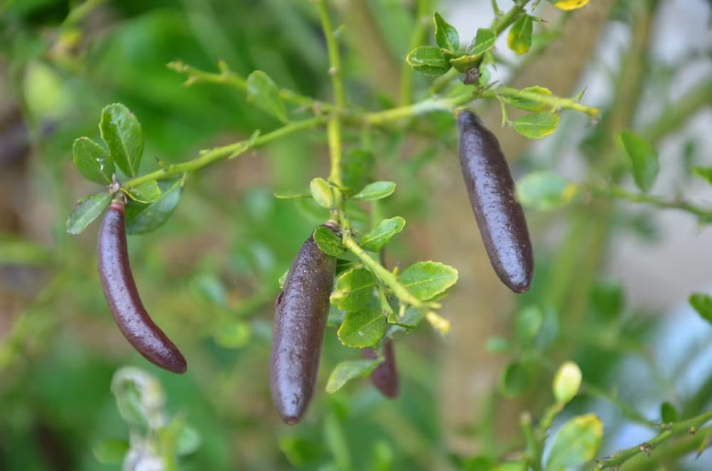 Bên trong là những viên tép chanh có hình dạng như trứng cá tầm hay trứng cá hồi, mang hương vị chua ngọt và thơm, rất phù hợp để ăn kèm với hải sản.