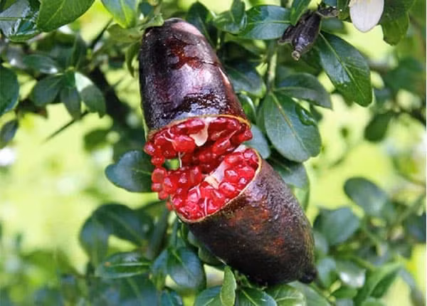 Giới nhà giàu Trung Quốc ưa chuộng loại quả này không chỉ vì giá trị dinh dưỡng cao mà còn vì hương vị độc đáo, thích hợp khi kết hợp với các món hải sản như sushi hay sashimi.