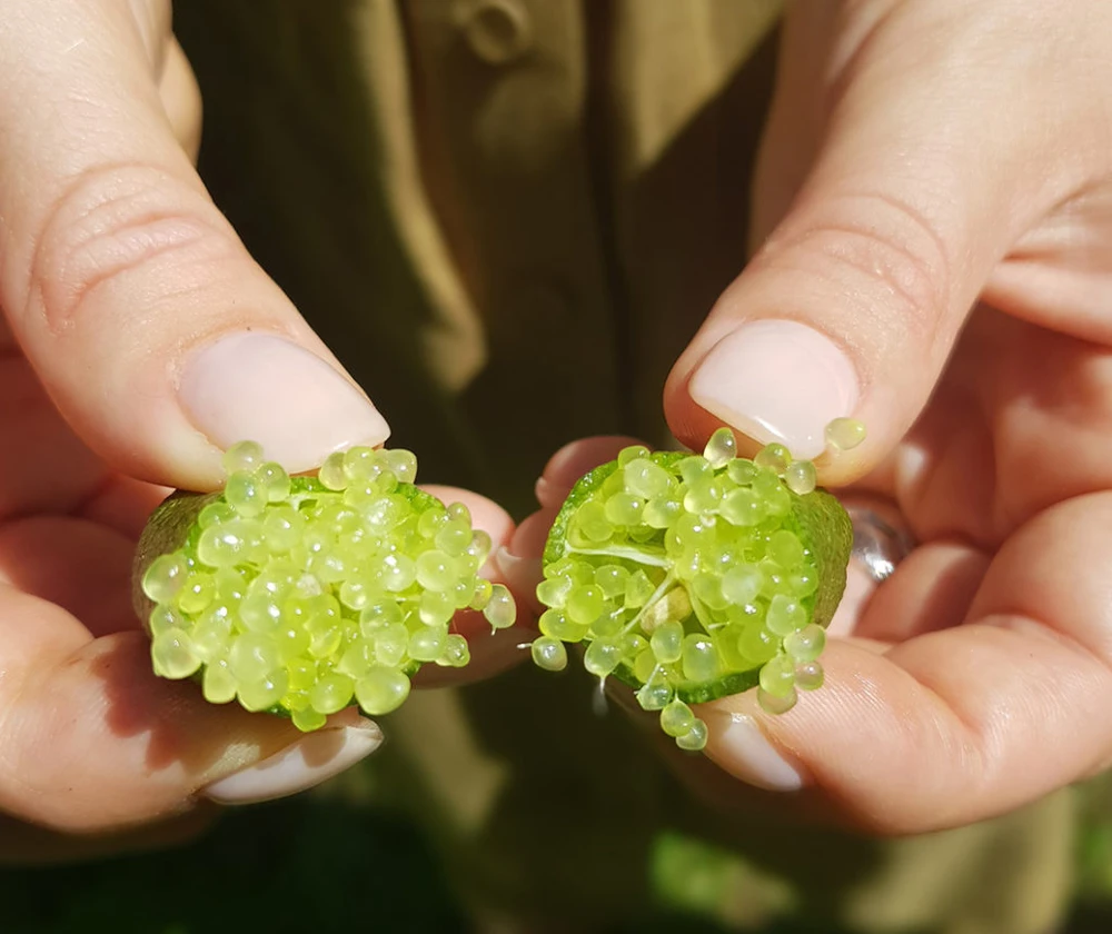 Quả chanh ngón tay có hình dạng dài, màu sắc bắt mắt từ xanh nhạt, xanh đậm, đến đỏ tươi và đỏ hung.