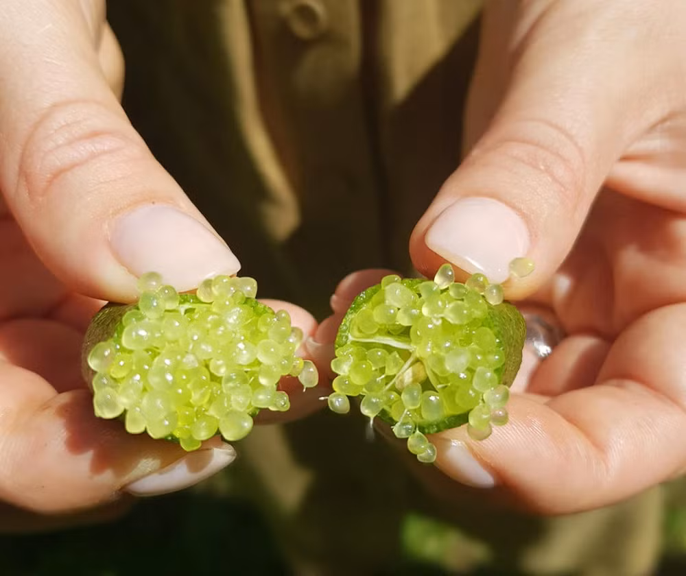 Quả chanh ngón tay có hình dạng dài, màu sắc bắt mắt từ xanh nhạt, xanh đậm, đến đỏ tươi và đỏ hung.