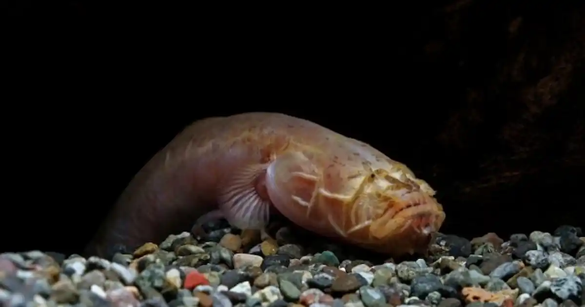 Cuối cùng, hóa ra sinh vật lạ này là một loài cá bống giun, tên khoa học là Taenioides cirratus, thường được tìm thấy ở vùng duyên hải Ấn Độ Dương và Tây Thái Bình Dương.