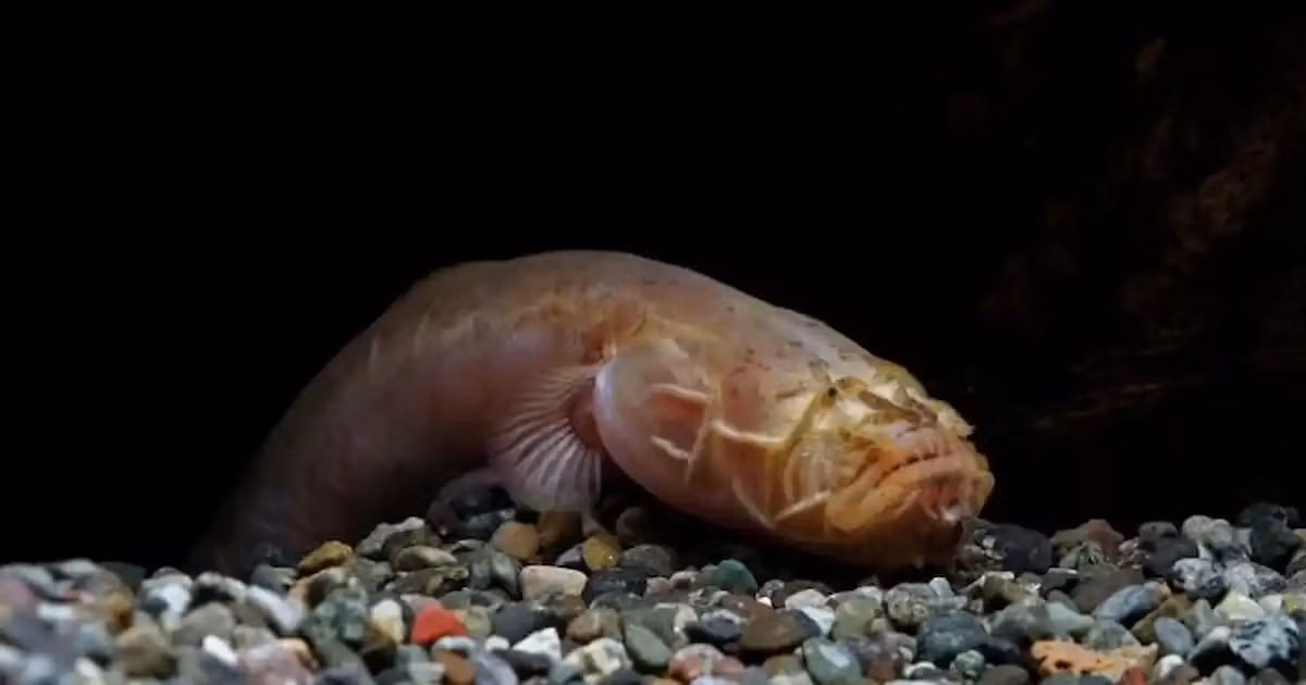 Cuối cùng, hóa ra sinh vật lạ này là một loài cá bống giun, tên khoa học là Taenioides cirratus, thường được tìm thấy ở vùng duyên hải Ấn Độ Dương và Tây Thái Bình Dương.