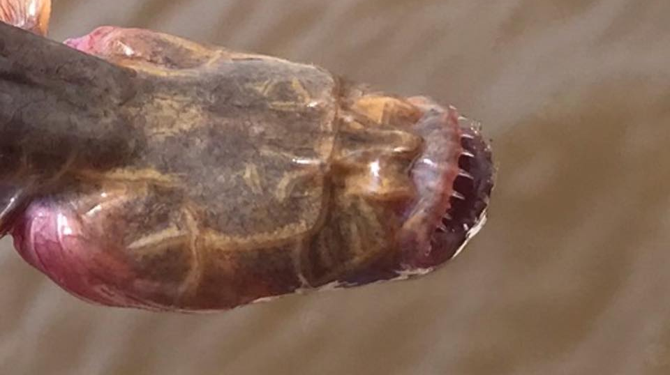 Thông tin về loài cá bống giun hiện còn rất ít, do chúng thường sống ẩn mình và ít khi tiếp xúc với con người.