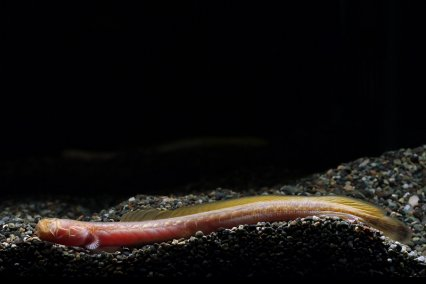 Cá bống giun thường sống ẩn trong lớp bùn dưới đáy sông, do đó mắt của chúng rất nhỏ hoặc thậm chí tiêu biến.