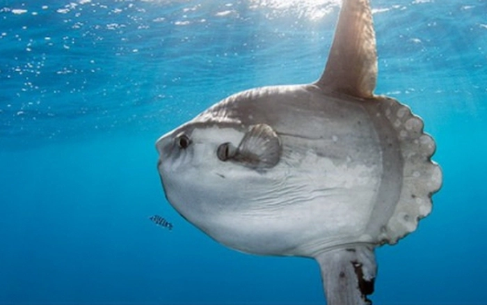 Cá mặt trăng có hình dạng kỳ dị đến mức người ta mô tả chúng là loài cá bị quá trình tiến hóa bỏ quên. Chúng là loài cá có xương lớn nhất thế giới. Cá trưởng thành có thể dài tới 5,5m, nặng 1.400kg.