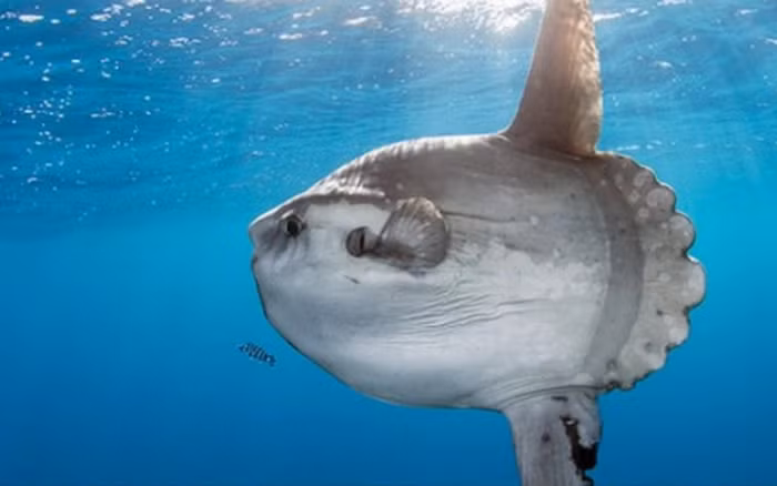 Cá mặt trăng có hình dạng kỳ dị đến mức người ta mô tả chúng là loài cá bị quá trình tiến hóa bỏ quên. Chúng là loài cá có xương lớn nhất thế giới. Cá trưởng thành có thể dài tới 5,5m, nặng 1.400kg.