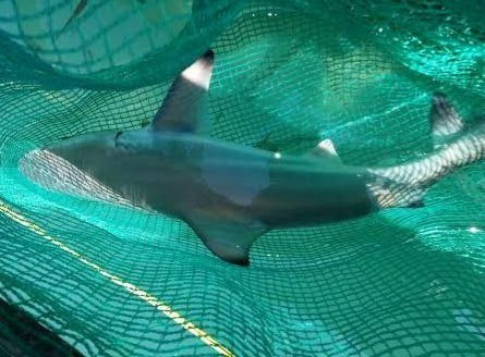 Những thủy quái thực sự không phải hiếm gặp trong các chuyến đánh bắt trên biển của ngư dân Việt Nam.