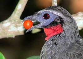 Với sự độc đáo và hiếm có, cà phê này đã trở thành một mặt hàng được săn đón ở nhiều quốc gia như Pháp, Nhật Bản và Anh.