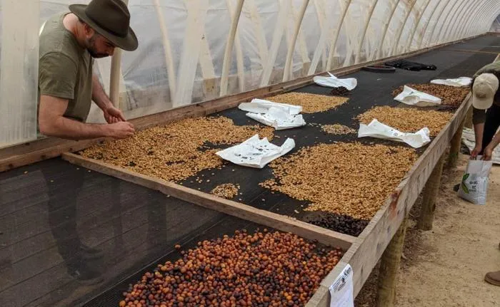 Ông đã gặp khó khăn trong việc thuyết phục công nhân hái cà phê thu hoạch phân chim thay vì quả cà phê. Tuy nhiên, ông đã thành công và bắt đầu quá trình chế biến cà phê từ phân chim Jacu.