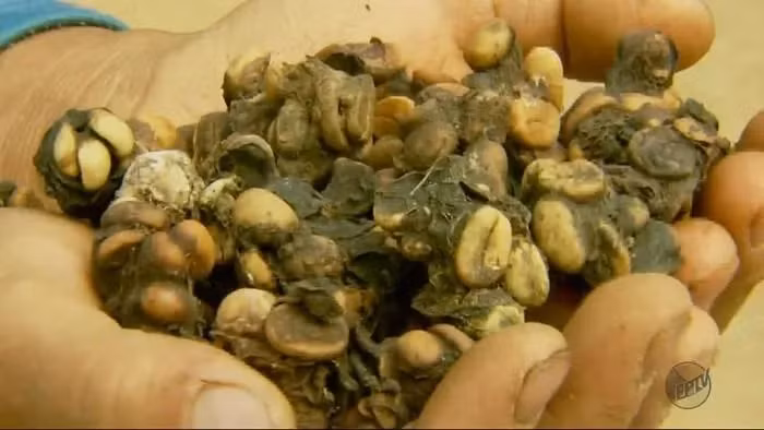 Sau khi nhớ lại về loại cà phê phân chồn nổi tiếng ở Indonesia, ông nảy ra ý tưởng sử dụng phân chim Jacu để sản xuất cà phê đặc biệt.