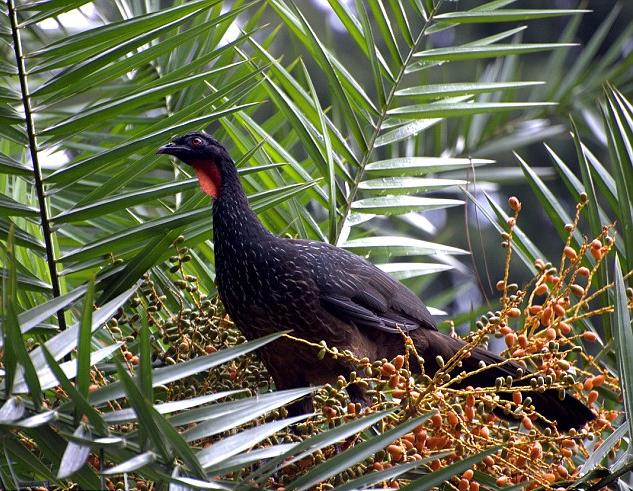 Thay vì cố gắng đuổi chúng đi, ông quyết định tận dụng những gì mà chim Jacu đã để lại trong chất thải của chúng. Ông nhận thấy rằng có nhiều hạt cà phê trong chất thải này.