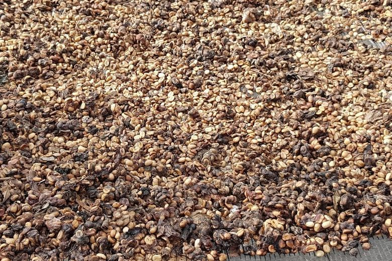 Giá của loại cà phê này cũng rất cao, lên tới 1.700 USD/kg, được đánh giá là đắt nhất thế giới.