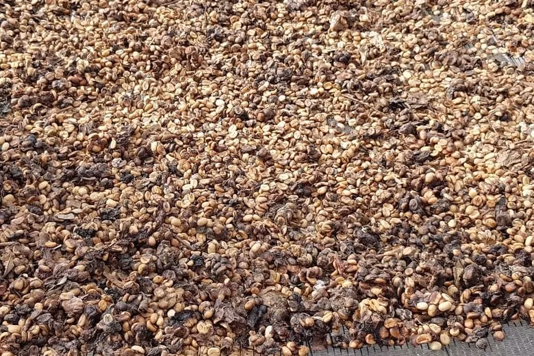 Giá của loại cà phê này cũng rất cao, lên tới 1.700 USD/kg, được đánh giá là đắt nhất thế giới.