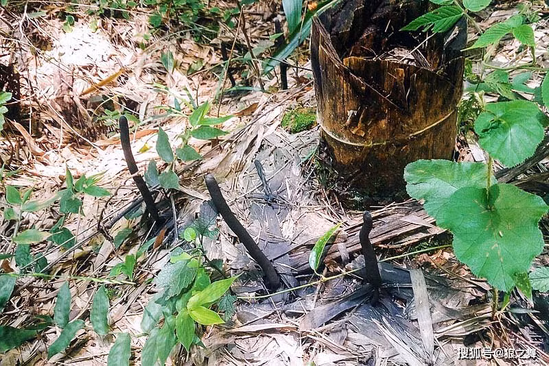 Nồng độ carbon dioxide trong môi trường cũng phải cao để nấm có thể nảy mầm. Do những yêu cầu khắt khe này, trồng Wulingshen trở nên rất khó khăn và nấm này trở nên rất quý hiếm.