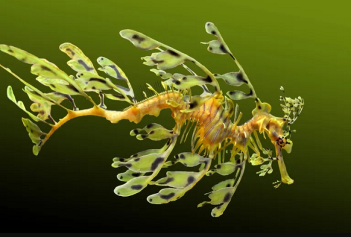 8. Rồng biển lá là sinh vật có vẻ đẹp vô cùng ấn tượng. Để di chuyển dọc theo mặt nước, những con rồng biển này sử dụng hai vây - một vây ngực và một vây lưng - mỏng đến mức gần như không thể nhìn thấy được.