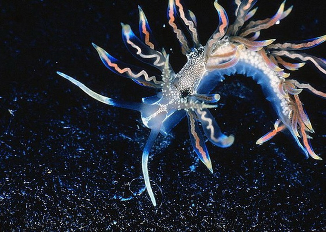 5. Sinh vật kỳ lạ sống ở vùng biển sâu và nước chảy xiết này được tìm thấy ở Okinawa, Nhật Bản.