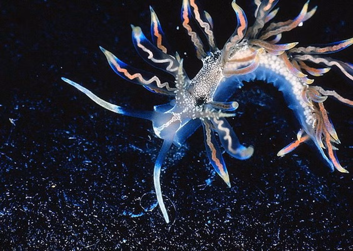 5. Sinh vật kỳ lạ sống ở vùng biển sâu và nước chảy xiết này được tìm thấy ở Okinawa, Nhật Bản.