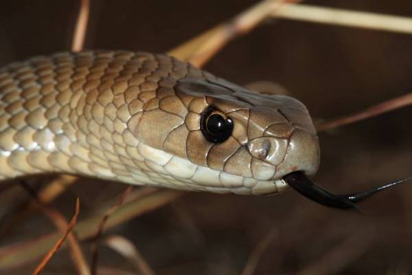 Điều này cho thấy rắn hổ đã tiến hóa để có khả năng phòng vệ tốt hơn.