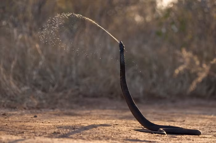 Lý do chính khiến rắn hổ tiến hóa để phun nọc vẫn chưa được rõ ràng. Một số nhà nghiên cứu cho rằng đây là cách rắn tự bảo vệ mình khỏi bị các loài động vật có vú to lớn đè lên.