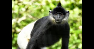 Voọc mông trắng quý hiếm chỉ còn sống ở Việt Nam, với khoảng hơn 200 cá thể phân bố tại 18 điểm khác nhau trong các tỉnh Ninh Bình, Hà Nam, Hòa Bình, Thanh Hóa và khu rừng đặc dụng Hương Sơn ở huyện Mỹ Đức, TP Hà Nội.