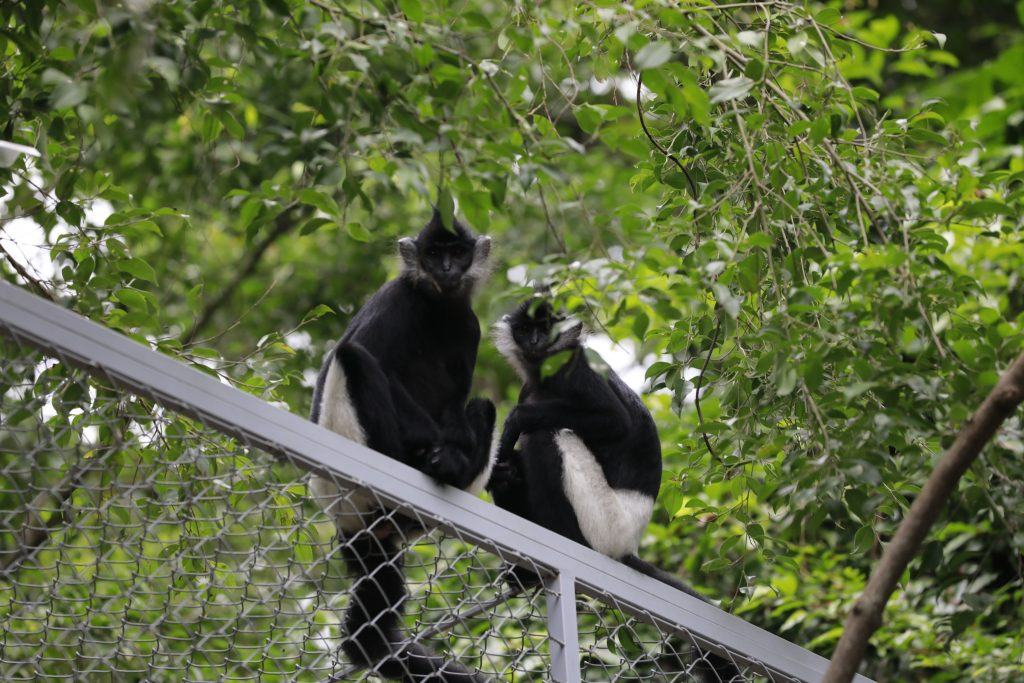 Voọc mông trắng có trọng lượng từ 8,1 - 9 kg và chiều dài đầu và thân khoảng 0,46 - 0,665 m.