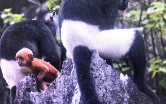 Để bảo vệ voọc mông trắng, chính quyền Hà Nội đã ký văn bản đề nghị triển khai các nhiệm vụ bảo tồn và bảo vệ loài này ở khu rừng đặc dụng Hương Sơn.