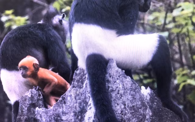 Để bảo vệ voọc mông trắng, chính quyền Hà Nội đã ký văn bản đề nghị triển khai các nhiệm vụ bảo tồn và bảo vệ loài này ở khu rừng đặc dụng Hương Sơn.