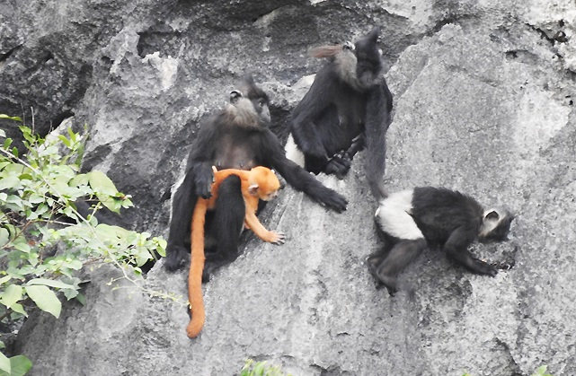 Quần thể voọc mông trắng tại Vân Long được ước đoán có khoảng 52 cá thể sống thành đàn, với sự chăm sóc con non và tập tính xã hội rõ rệt trong việc bảo vệ lãnh thổ.