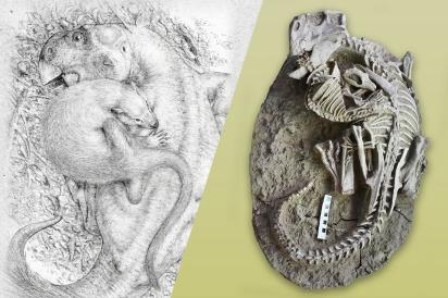 Nó cũng giúp hiểu thêm về hành vi và sự tiến hóa của động vật có vú sơ khai, một nhóm sinh vật đã vượt qua đại tuyệt chủng 66 triệu năm trước và trở thành người thống trị thay cho loài khủng long, chúng ta là loài người.