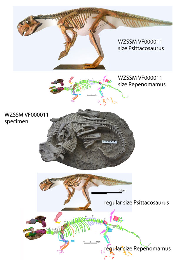 Ngoài ra, phát hiện này có ý nghĩa lớn vì những tàn tích của động vật có vú từ kỷ Phấn Trắng khá hiếm.