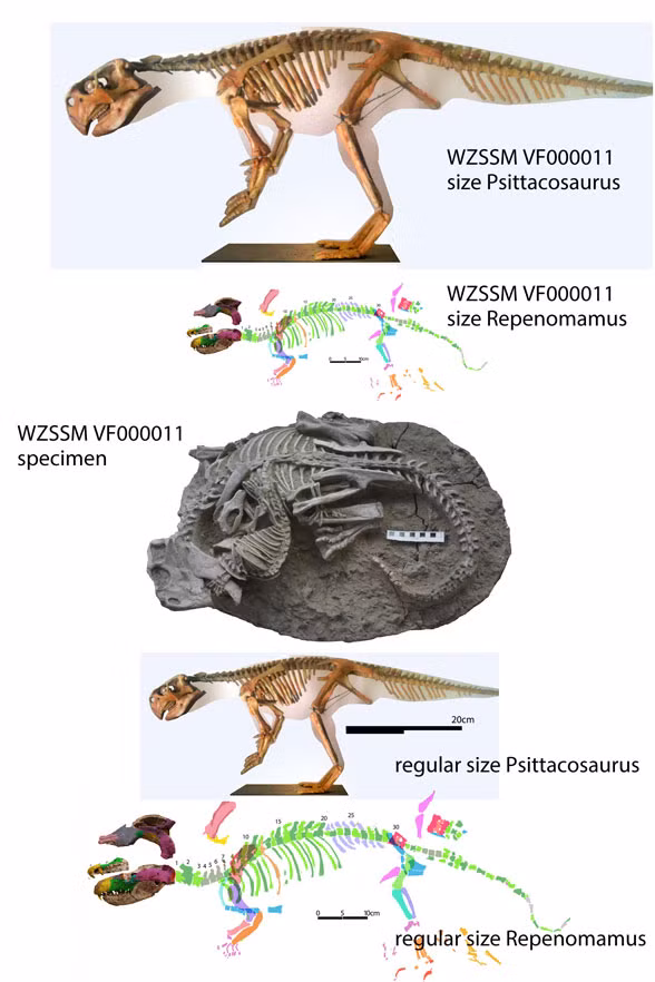 Ngoài ra, phát hiện này có ý nghĩa lớn vì những tàn tích của động vật có vú từ kỷ Phấn Trắng khá hiếm.