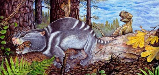 Kẻ săn mồi, được xác định là Repenomamus robustus - một động vật có vú sơ khai, đã chặn chân trước của khủng long bằng hàm mỏ sắc nhọn và kẹp chặt chân sau bằng đùi.