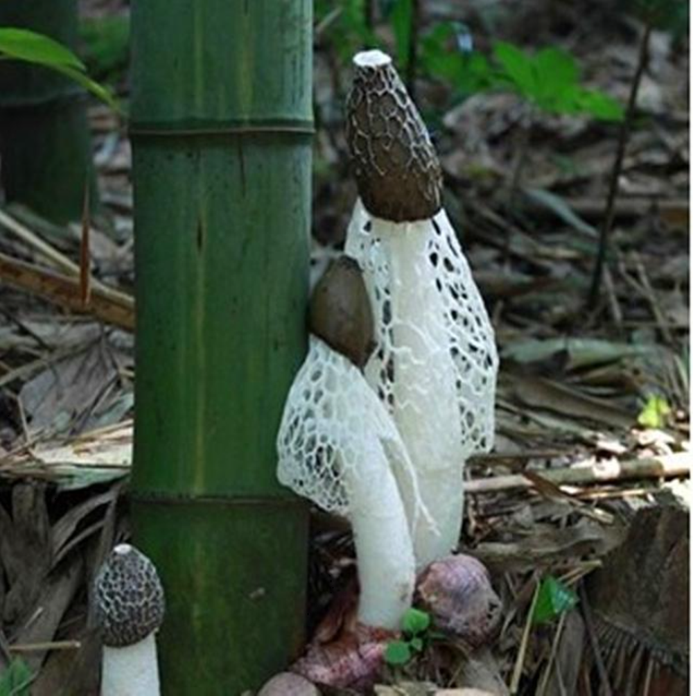 Nấm tre có nhu cầu sinh trưởng cao và sống trong các rừng tre ở vùng nhiệt đới, đất đen và đất vàng, nhiệt độ và độ ẩm cao.