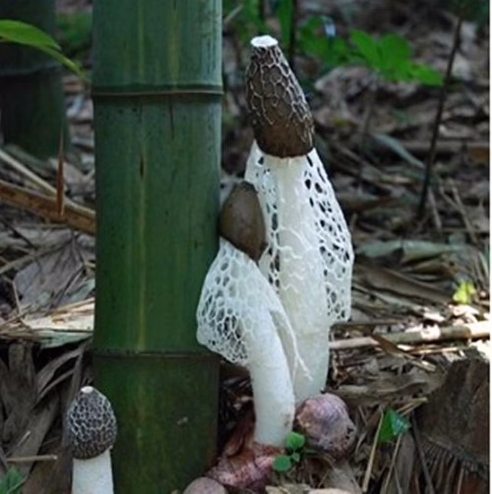 Nấm tre có nhu cầu sinh trưởng cao và sống trong các rừng tre ở vùng nhiệt đới, đất đen và đất vàng, nhiệt độ và độ ẩm cao.