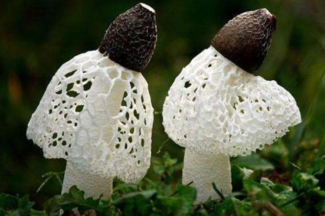 Về hình dáng, nấm tre có thân màu trắng sữa và mũ đen hoặc nâu, dưới mũ là một "tấm rèm" trắng trông giống váy cưới, vì vậy ở một số nơi, nấm tre còn được gọi là "nấm cô dâu" hay "nữ hoàng nấm".