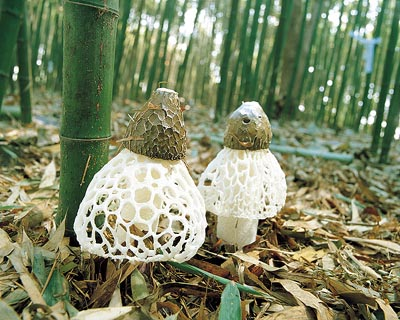 Mặc dù nấm tre phân bố rộng rãi ở Trung Quốc, giá cả trên thị trường vẫn rất đắt, khoảng hàng triệu đồng một cân.