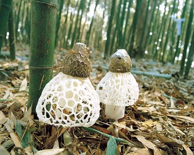 Mặc dù nấm tre phân bố rộng rãi ở Trung Quốc, giá cả trên thị trường vẫn rất đắt, khoảng hàng triệu đồng một cân.