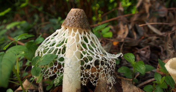 Nấm tre có giá trị dinh dưỡng cao, giàu protein, axit amin, vitamin và muối vô cơ, có tác dụng dưỡng can, cường dương, dưỡng khí, dưỡng não, an thần, bồi bổ cơ thể.