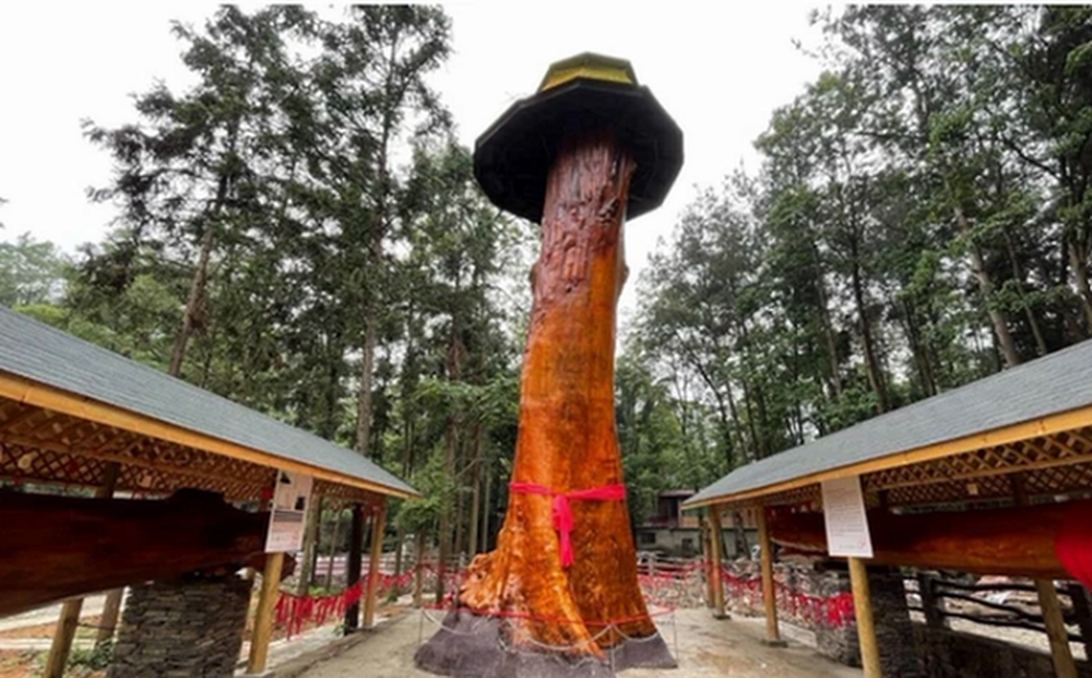 Khi khúc gỗ được xẻ làm đôi, dân làng bất ngờ phát hiện ra đó là một " báu vật". Loại gỗ quý hiếm này là kim tơ nam mộc, có vân gỗ tựa như những sợi tơ vàng và có mùi thơm nồng nặc.