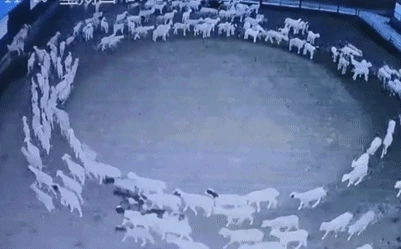 Năm 1994, tại huyện Kỳ Liên, tỉnh Thanh Hải, Trung Quốc, người chăn cừu Mã Thiên Phúc nhặt được một miếng vàng đẹp có hoa văn tinh xảo trong đàn cừu của mình khi chúng đang chạy vòng quanh một chỗ trong lúc chăn cỏ.