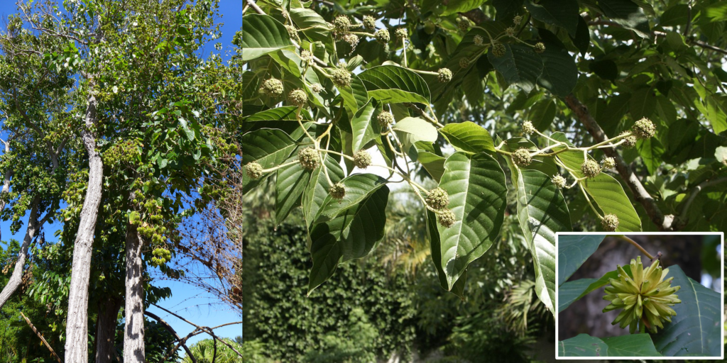 Từ hàng trăm năm trước, cây hỉ thụ đã được sử dụng trong y học Trung Hoa như một loại dược liệu quý. Tuy nhiên, ít người chú ý tới giá trị và tiềm năng của "báu vật" trong lĩnh vực y học hiện đại. Nhưng vào năm 2018, các nhà nghiên cứu tại Viện Ung thư Roswell Park (Mỹ) đã khám phá ra camptothecin, chất tự nhiên có trong cây hỉ thụ, có khả năng chống ung thư mạnh mẽ.