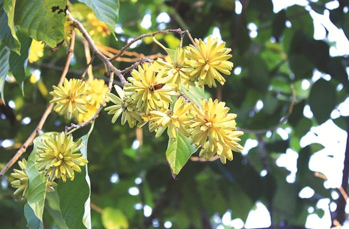 Đặc điểm nổi bật của cây hỉ thụ là những bông hoa trắng trong trẻo, giống như những bông bồ công anh, nở rộ trong tháng 7 và tháng 8. Đến tháng 9, cây bắt đầu kết quả, tạo thành những quả giống như phiên bản thu nhỏ của buồng chuối, vô cùng thu hút.