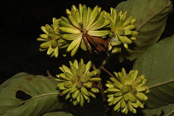 Cây hỉ thụ có thân gỗ, rụng lá, với vỏ màu xám hay xám nhạt, và bề mặt cây được xẻ dọc thành những rãnh nông. Trưởng thành, cây thường cao hơn 20m, tạo thành một cảnh quan thơ mộng và hấp dẫn. Loài cây này phù hợp với khí hậu ấm và ẩm, không chịu được lạnh và khô cằn, nơi có nhiệt độ trung bình hàng năm từ 13°C đến 17°C và lượng mưa trên 1.000 mm.