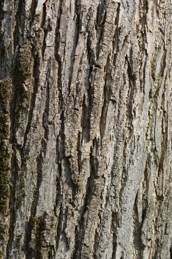 Ngoài tác dụng trong y học, cây hỉ thụ còn mang lại giá trị trang trí và kinh tế cao. Nhờ sự sinh trưởng nhanh chóng và năng suất cao, cây hỉ thụ được trồng để làm cây bóng mát, cây phủ đường phố và cây trồng gây rừng. Quả của cây chứa dầu béo được sử dụng trong công nghiệp. Gỗ nhẹ và mềm của cây hỉ thụ được sử dụng để sản xuất giấy, ván ép và trang trí nội thất.