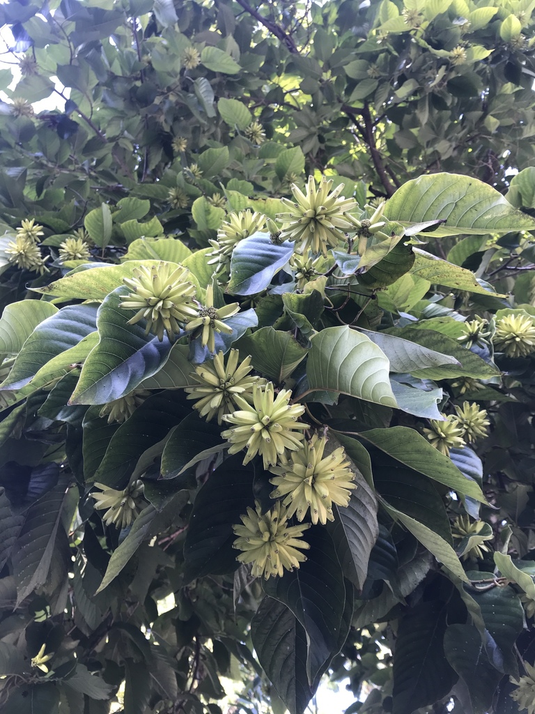 Mặc dù được đánh giá cao về giá trị và tiềm năng, cây hỉ thụ vẫn đối mặt với nguy cơ bị hủy hoại do chặt phá rừng và khai thác trái phép. Năm 1999, loài cây này đã được liệt kê trong danh sách thực vật hoang dã cần bảo vệ cấp II quốc gia, nhưng sau đó lại bị loại bỏ khỏi danh sách vào năm 2021. Điều này gây ra một lỗ hổng trong việc bảo vệ và phát triển bền vững cho loài cây quý này.