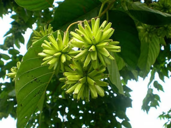 Hơn nữa, vào ngày 25/2/2022, một nghiên cứu đăng trên tạp chí PLOS Biology đã chỉ ra rằng camptothecin còn có khả năng kích hoạt chuỗi phản ứng ngăn cơn đói tự nhiên, đưa ra hy vọng mới trong việc phát triển liệu pháp chống béo phì.